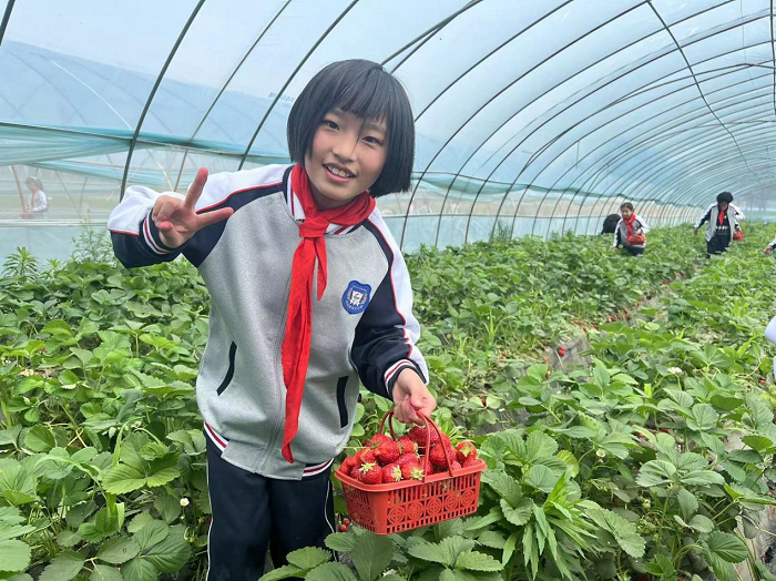 快乐采摘  收获“莓”味